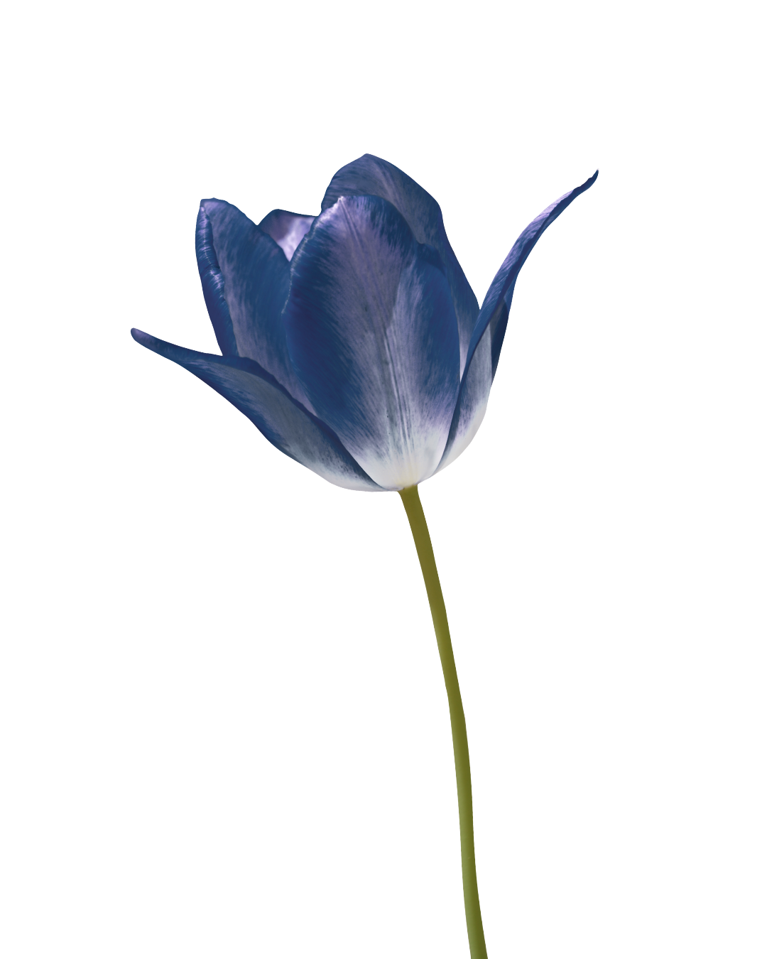 Tulipa azul